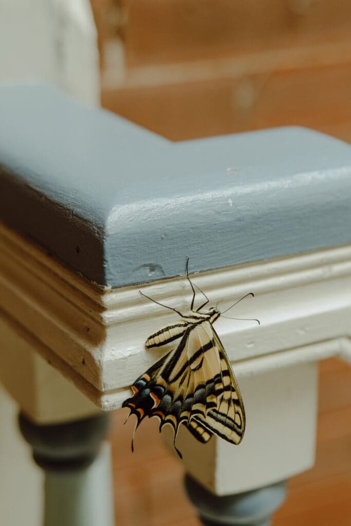 Butterfly at Colorado Wedding Venue